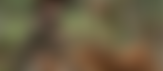 Nutshell Review: First Cow