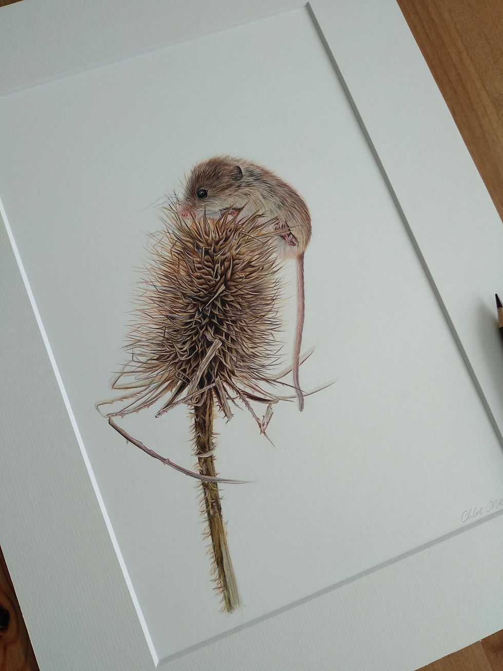 Thumbnail: Original - 16x12 Harvest Mouse in Coloured Pencil