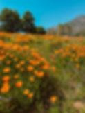 Flower field- Oak glen.JPG
