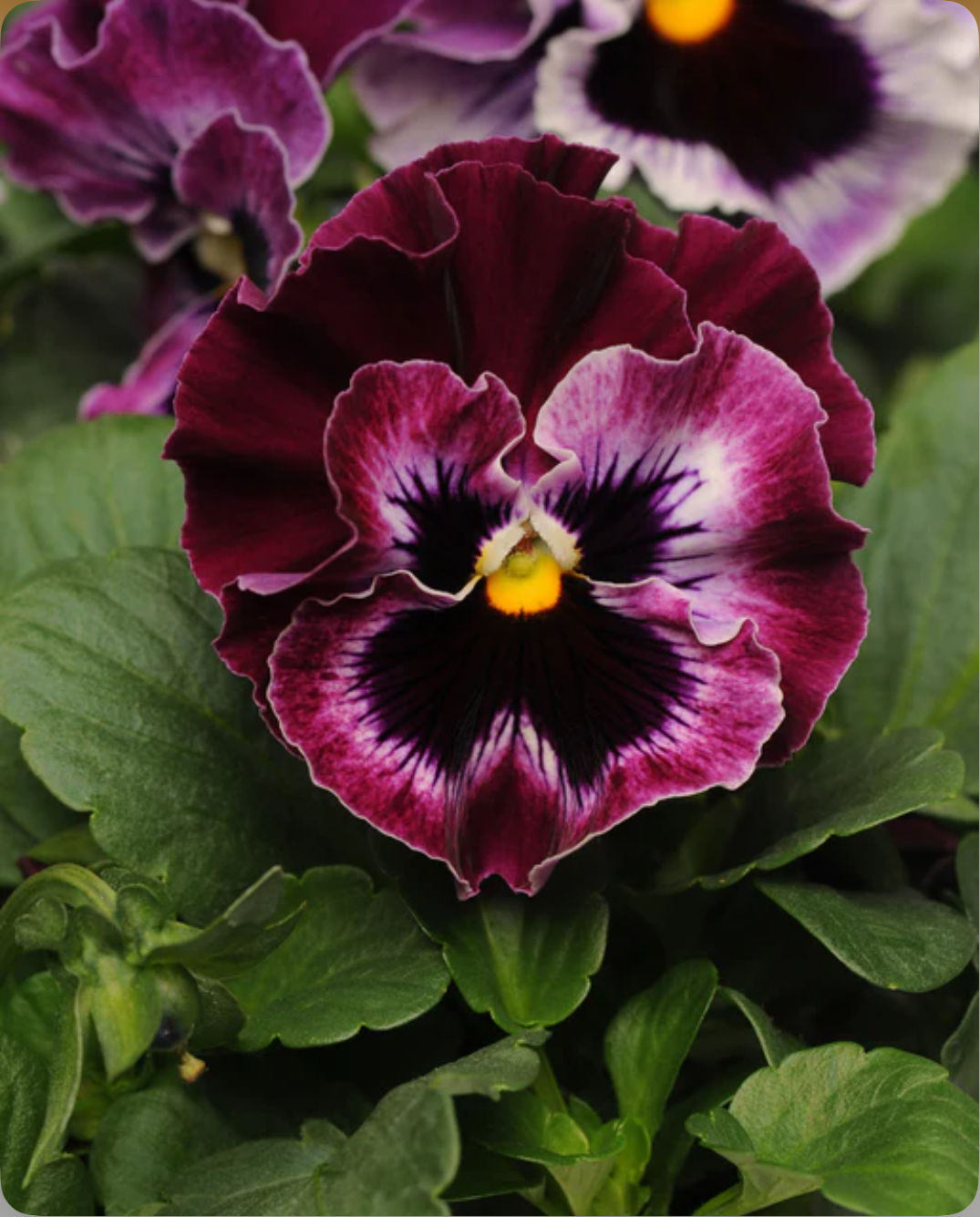 Frizzle Sizzle Raspberry, Viola Seed