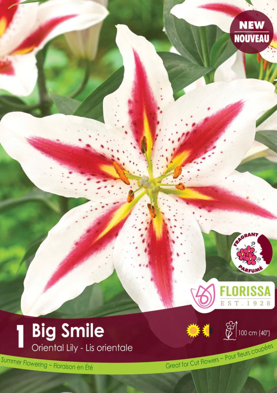 Big Smile, Oriental Lily