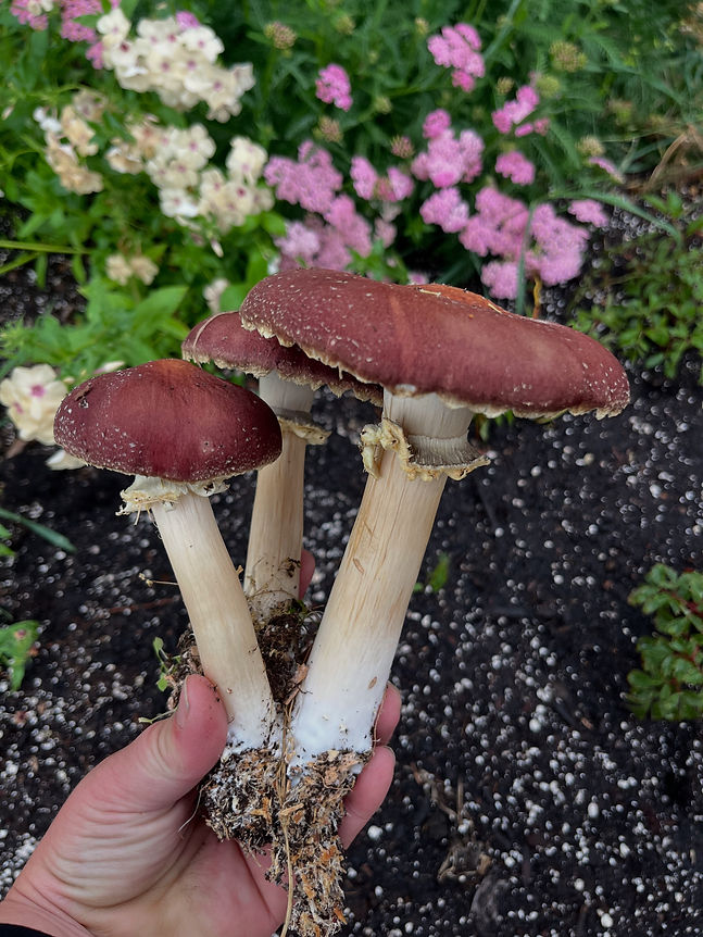 07BBD06F-CA75-493D-BD89-56D815E001FA.jpg