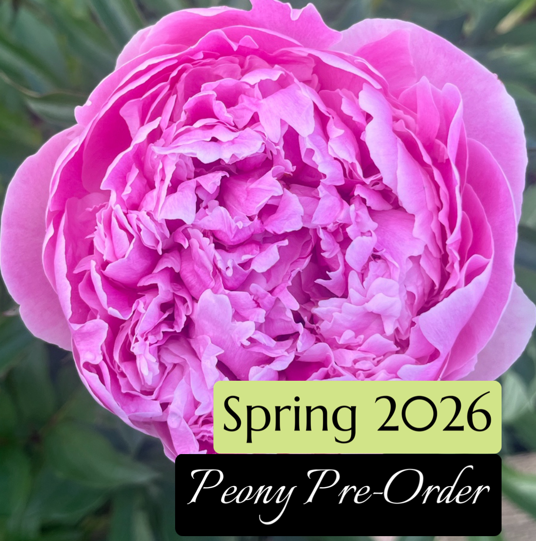 Peonies Canada| Hotchkissflowerfarm