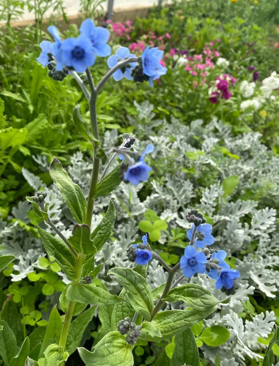 Thumbnail: Forget Me Not Seed