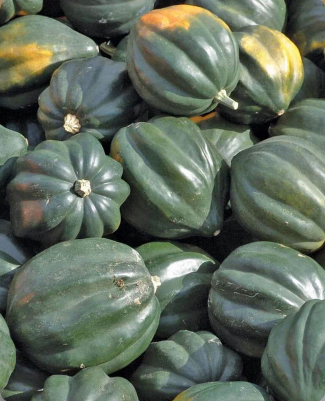 Reno, acorn squash