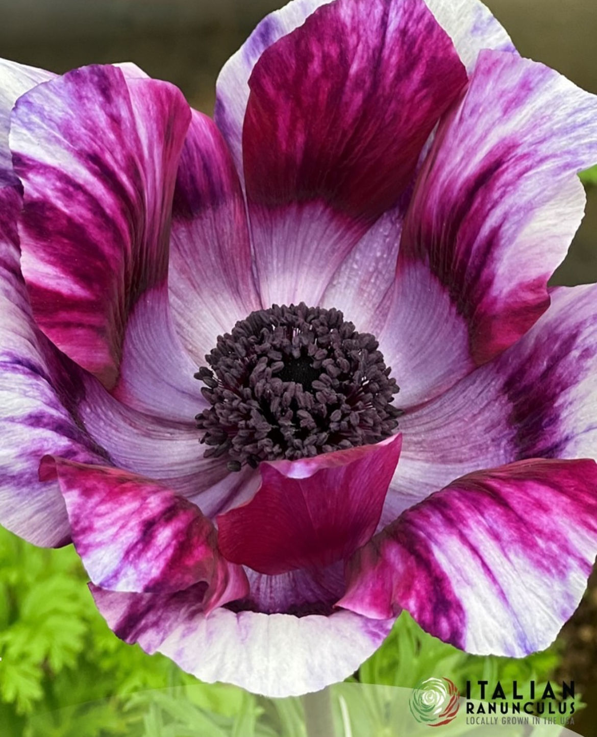 Anemone, Mistral Tigre Vinato