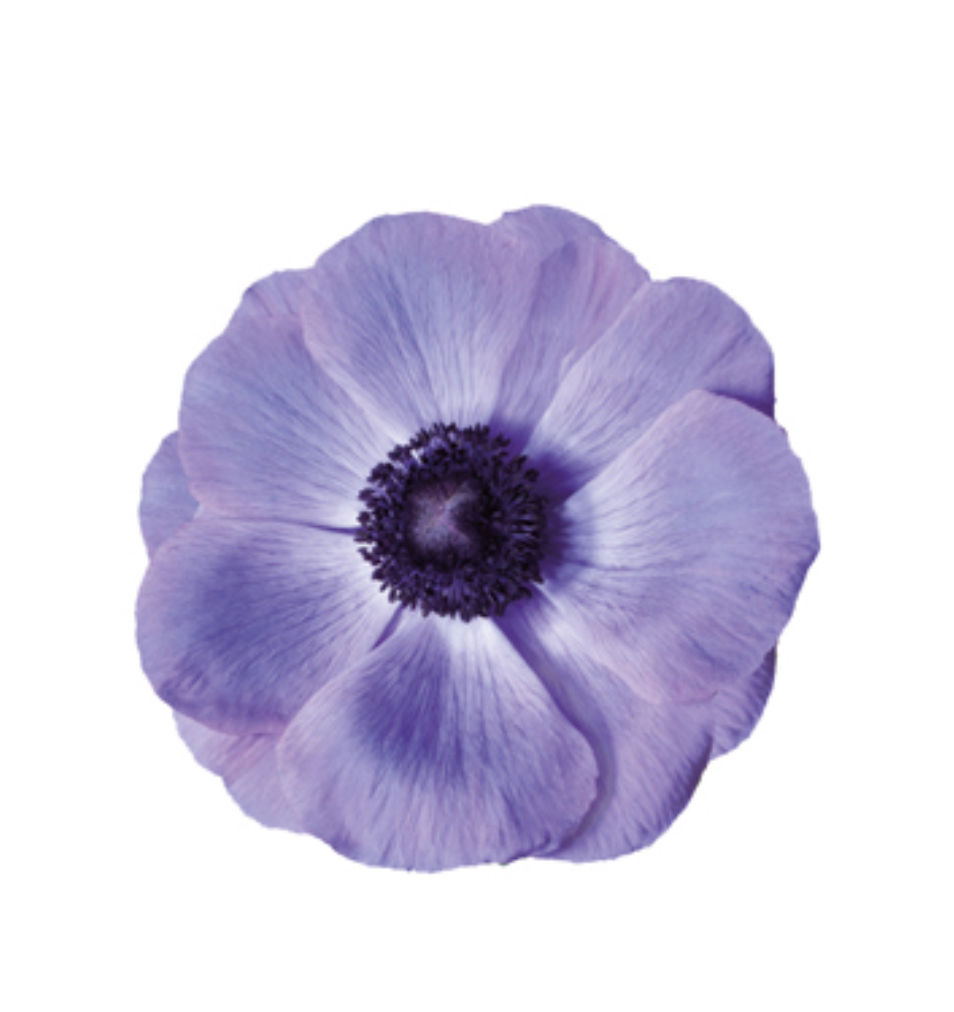 Italian Anemone, Mistral Plus Blu
