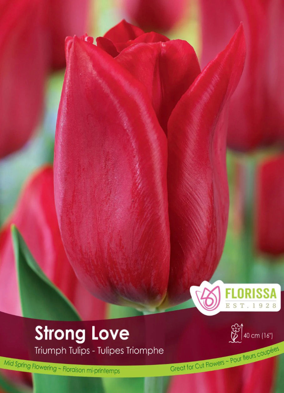 Strong Love, Tulip