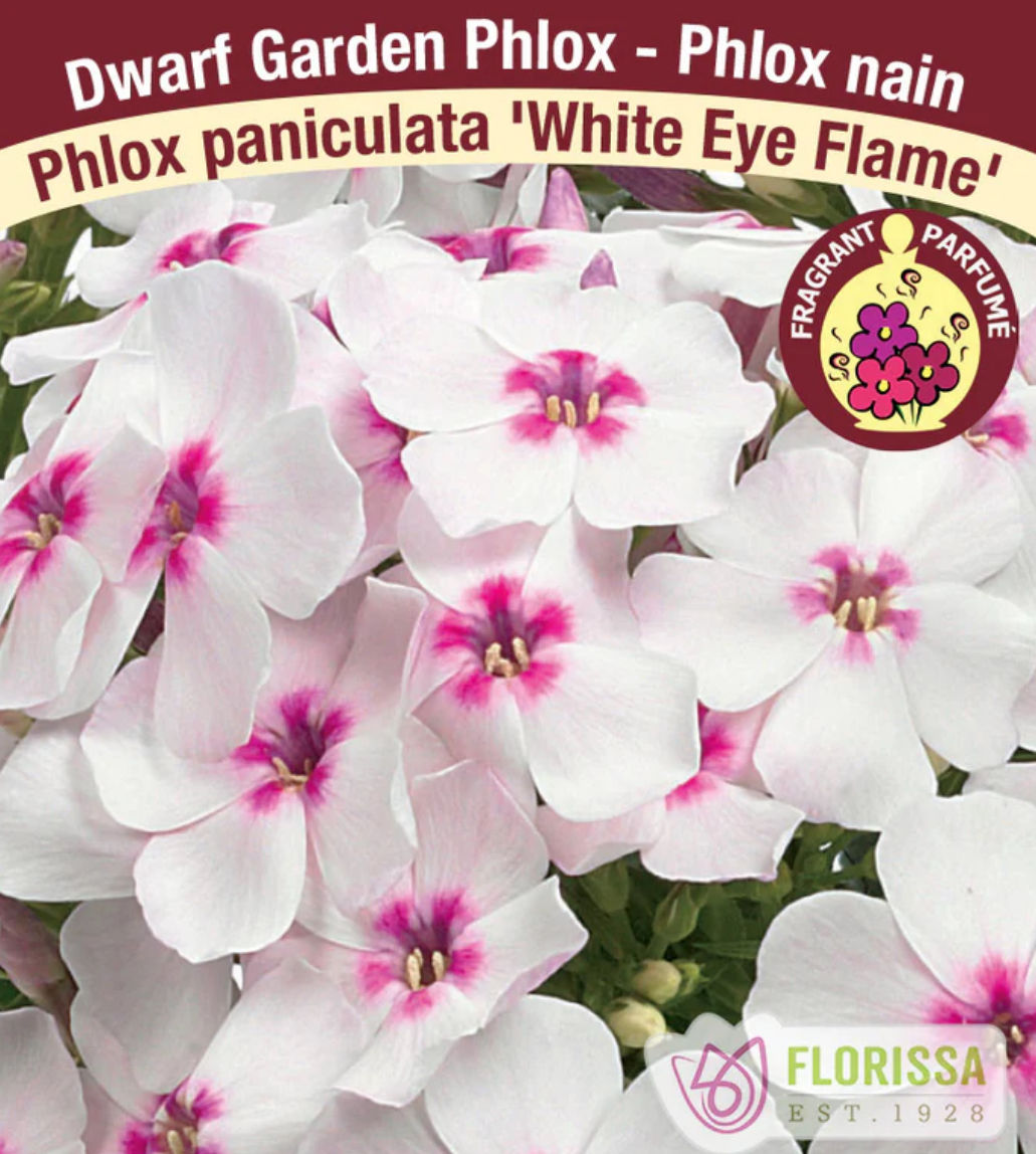 White Eye Flame Phlox. 2.5” Plug