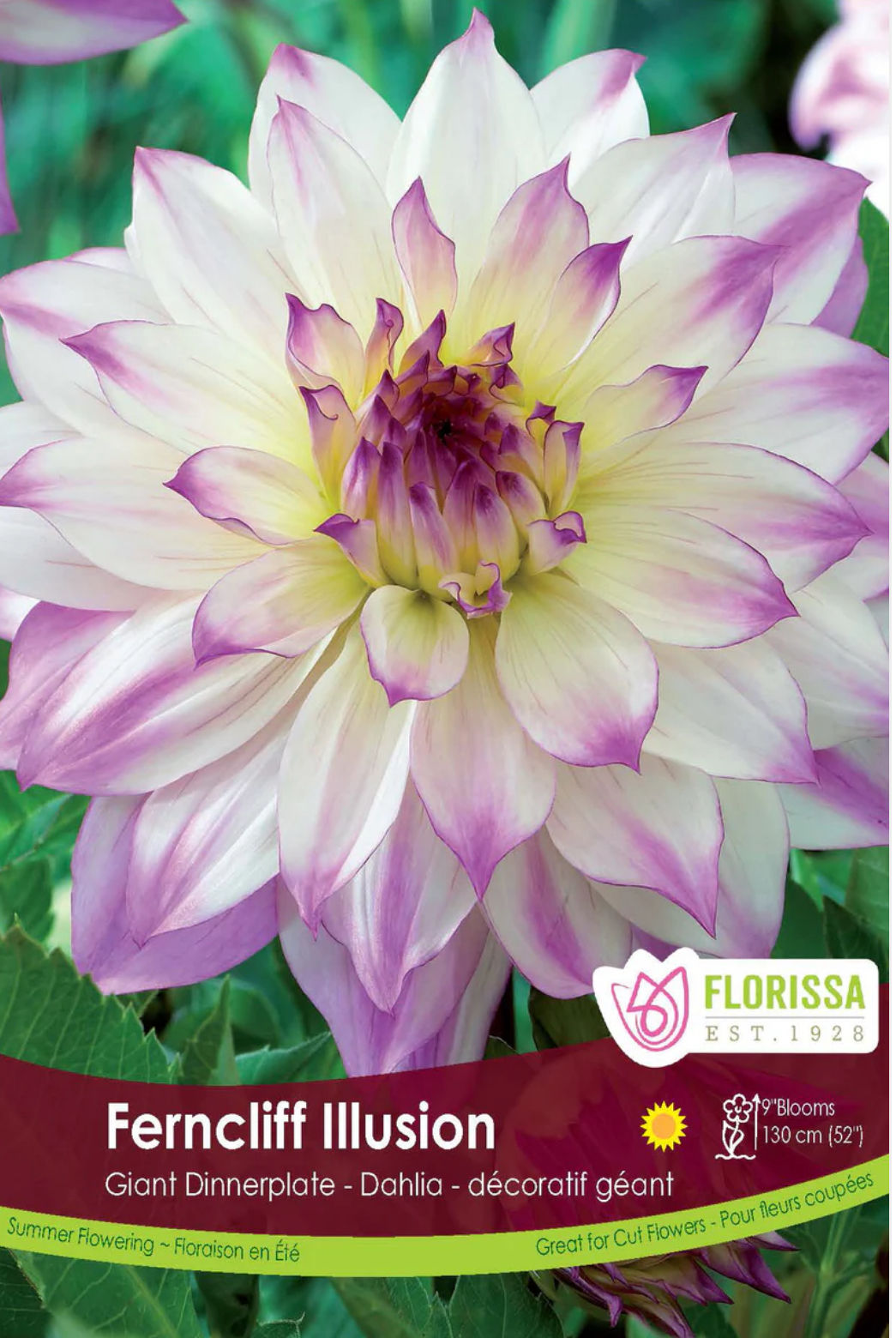 Ferncliff Illusion, Dinnerplate Dahlia