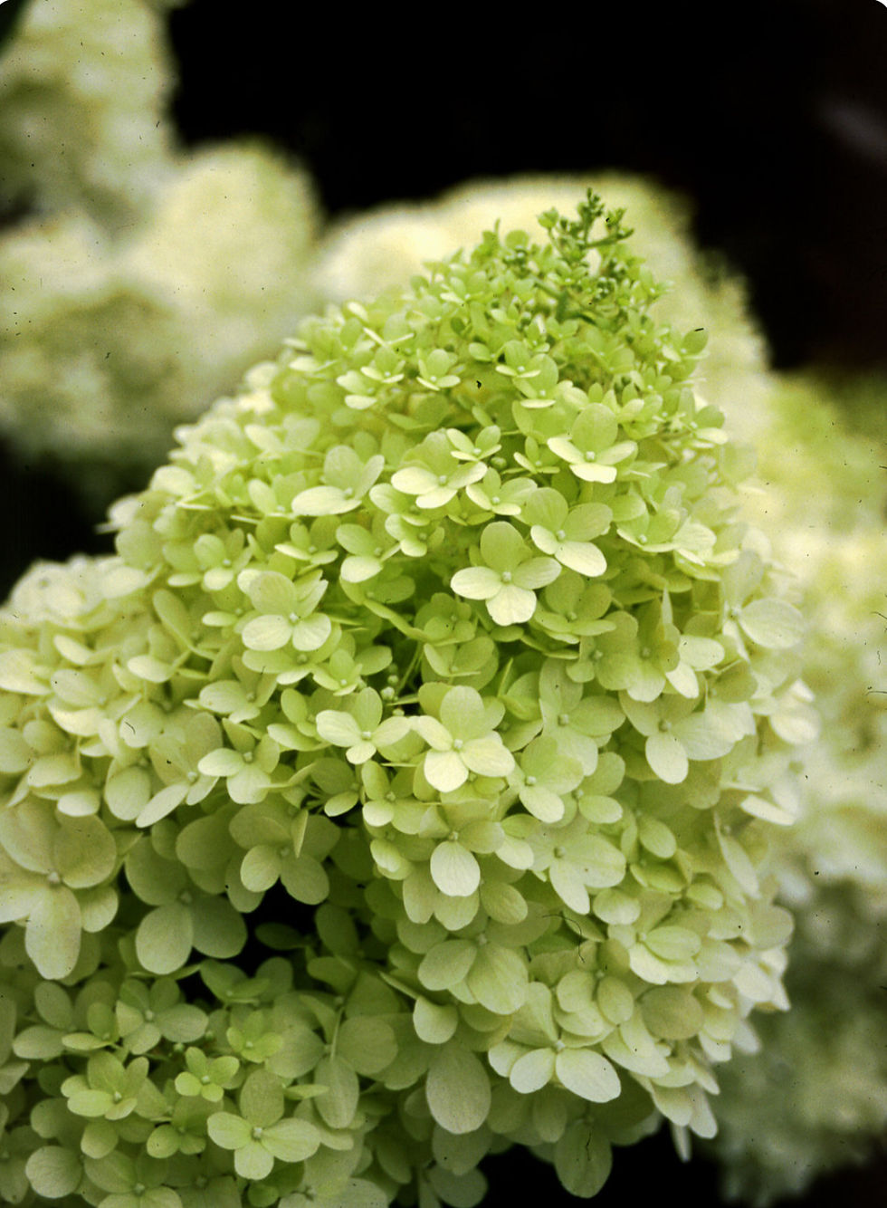 Thumbnail: Limelight Hydrangea (proven winners)