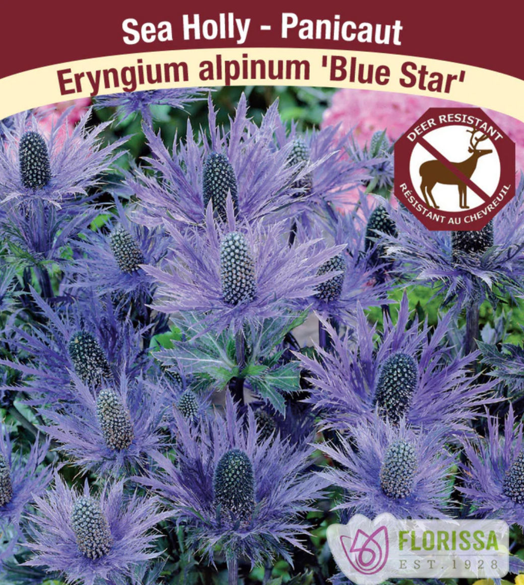 Alpinum Blue Star, Eryngium Seaholly