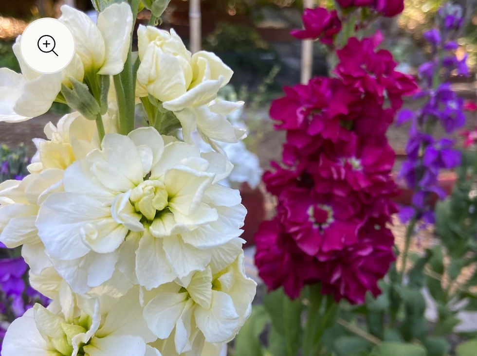 Thumbnail: Ten Week Perfume, Branching Stock Renee's Garden Seed