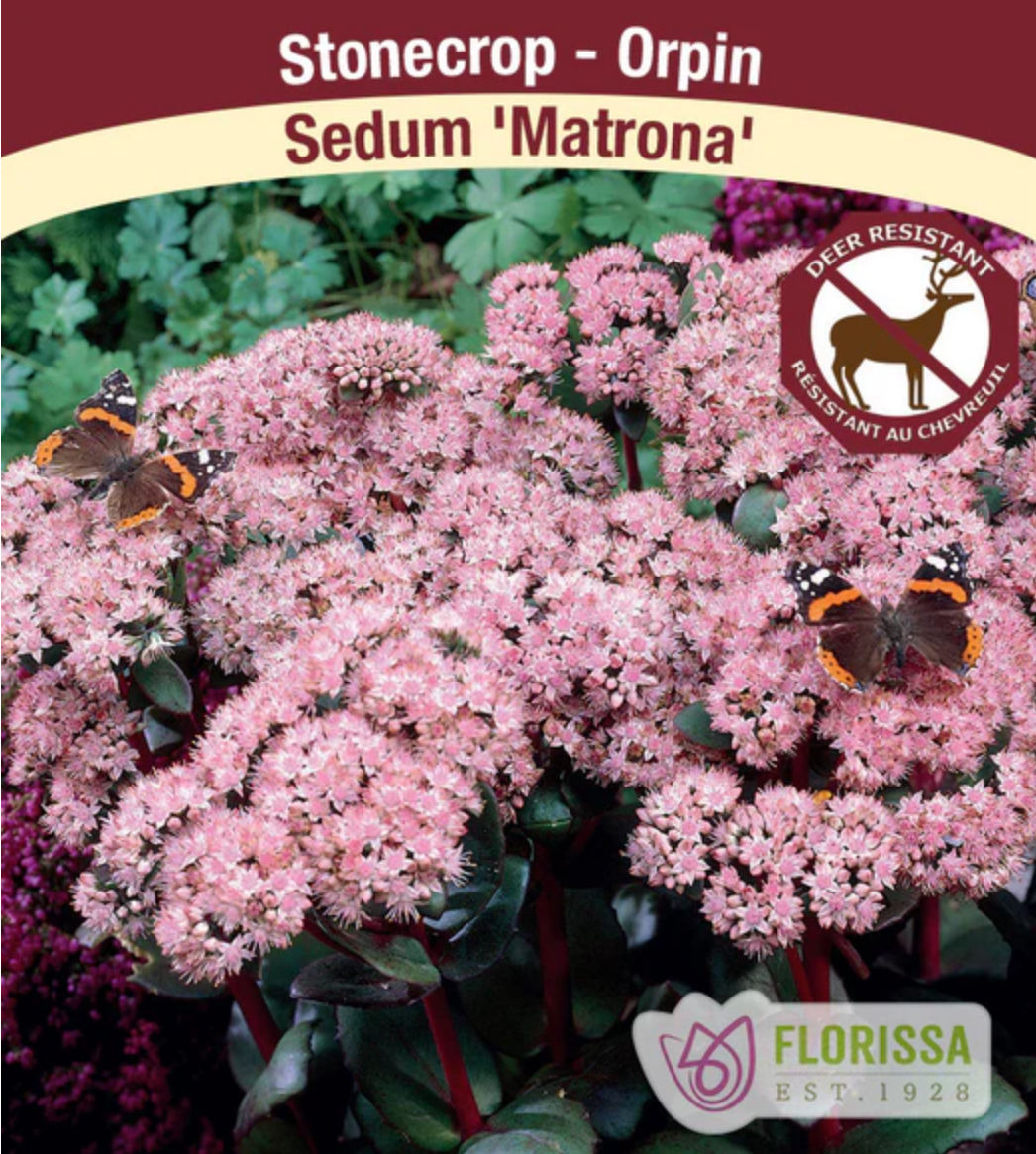 Matrona Sedum