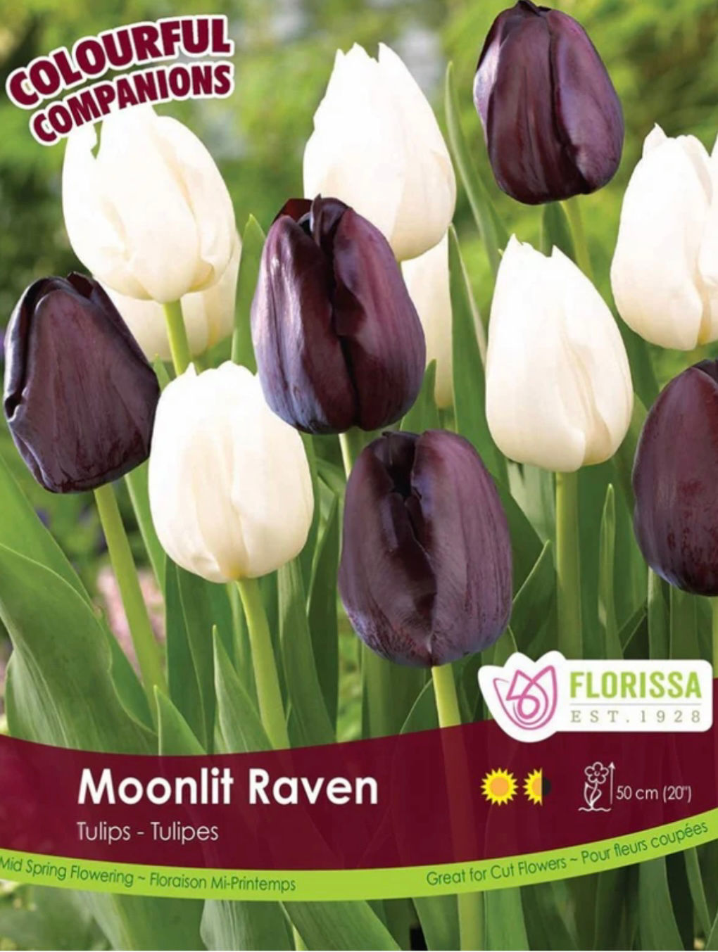 Moonlit Raven, Tulip Mix