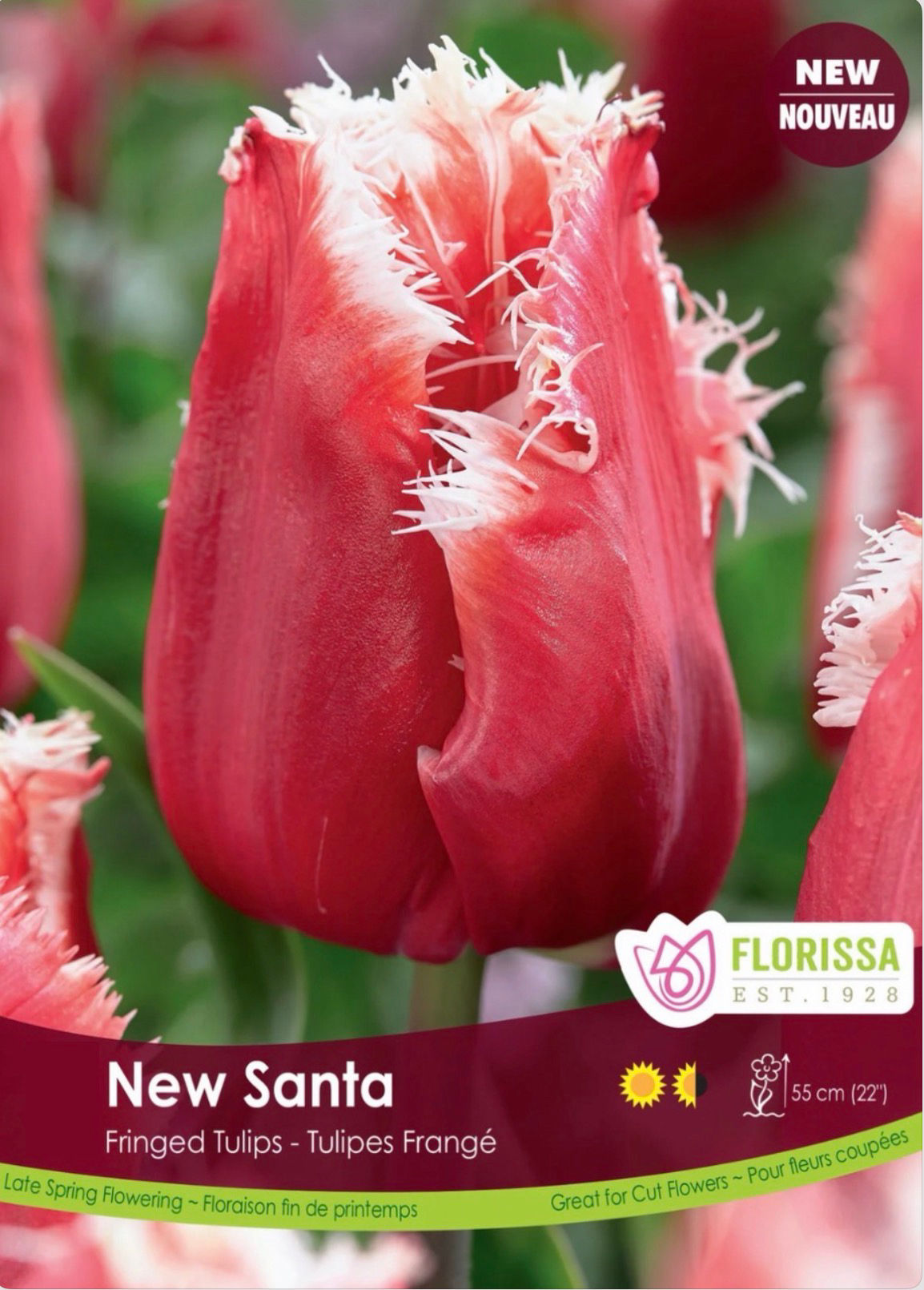 New Santa, Fringed Tulip