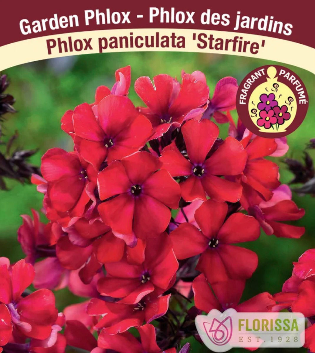 Starfire Phlox