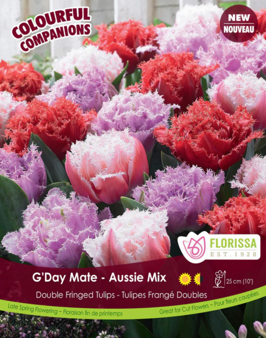 G'Day Mate, Double Fringed Tulip Mix