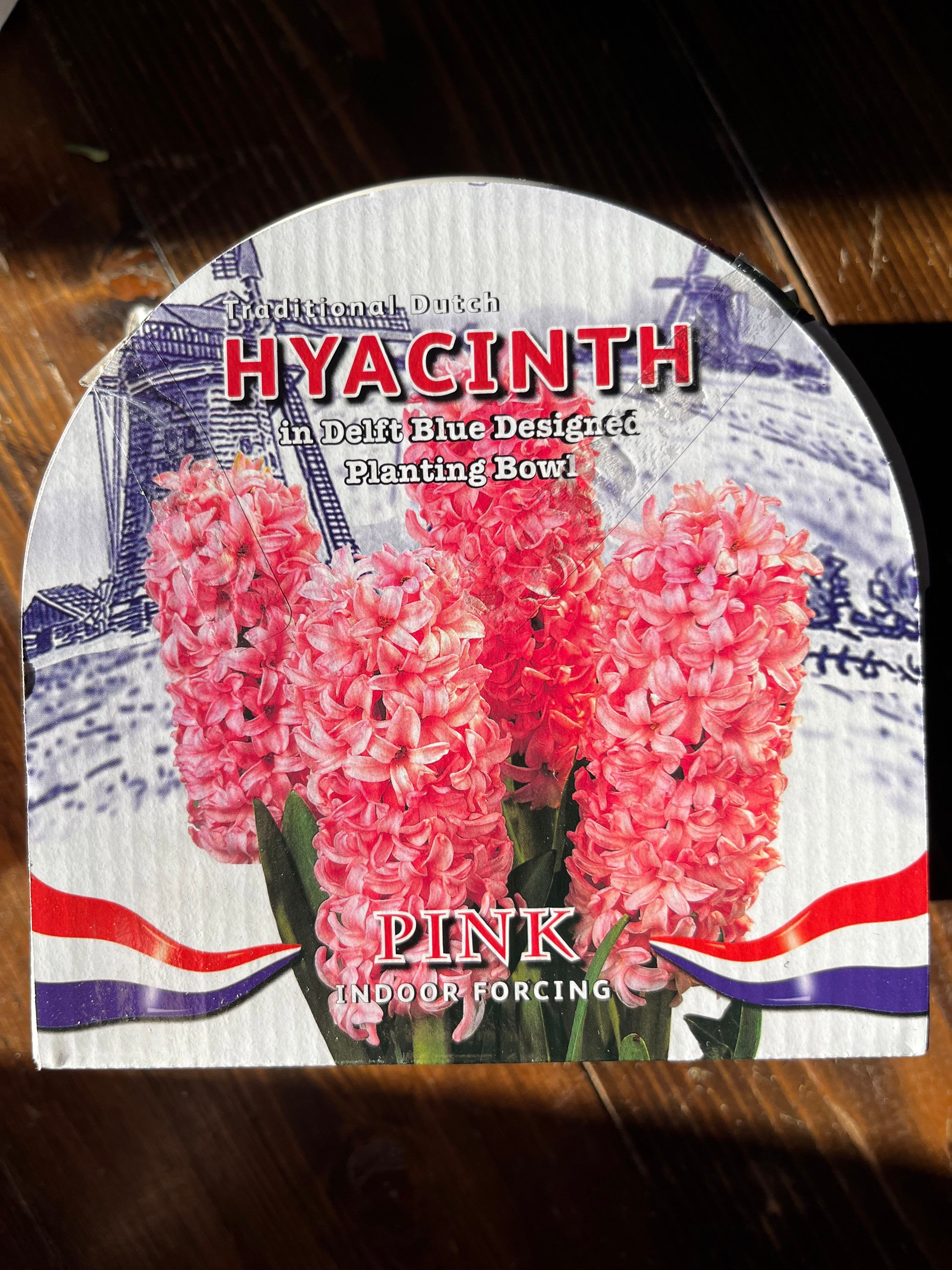Indoor Growing Kit, Pink Hyacinth