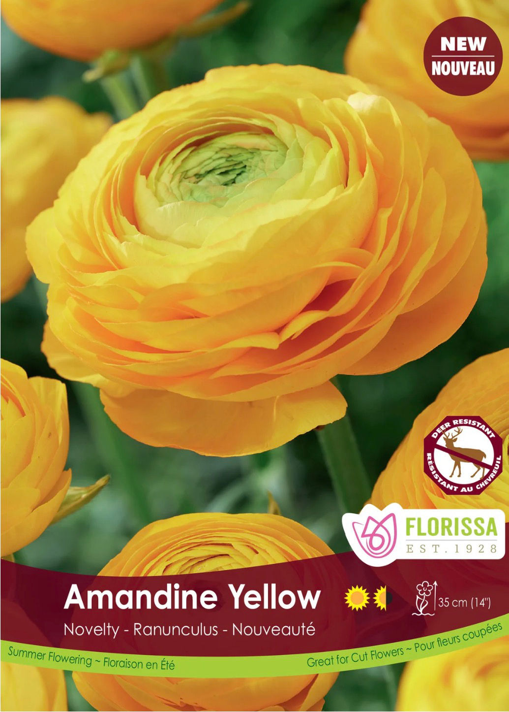 Yellow, Amandine Ranunculus Corm