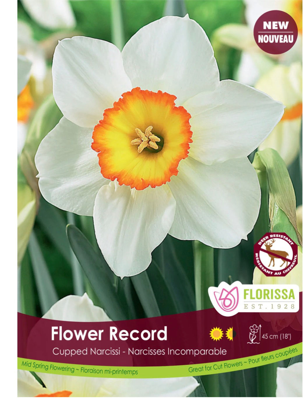 Flower Record, Cupped Narcissi