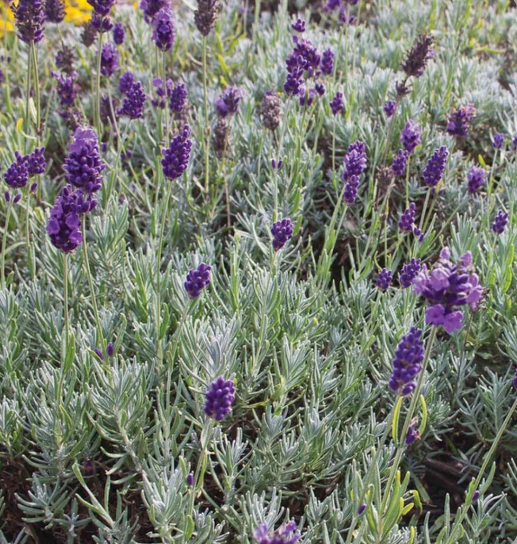 Dwarf Munstead, Lavender Seed