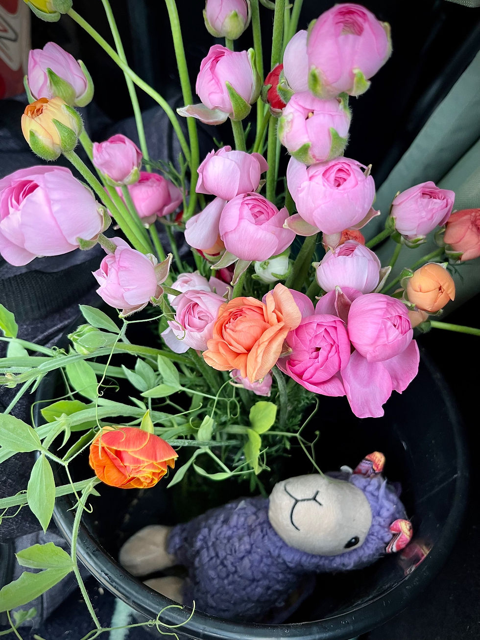 Thumbnail: Assorted ranunculus corms from 2023 crop