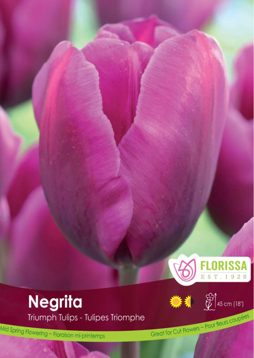 Negrita, Tulip