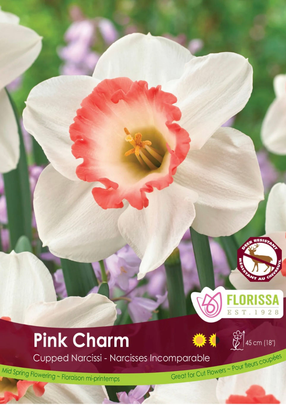 Pink Charm, Cupped Narcissi