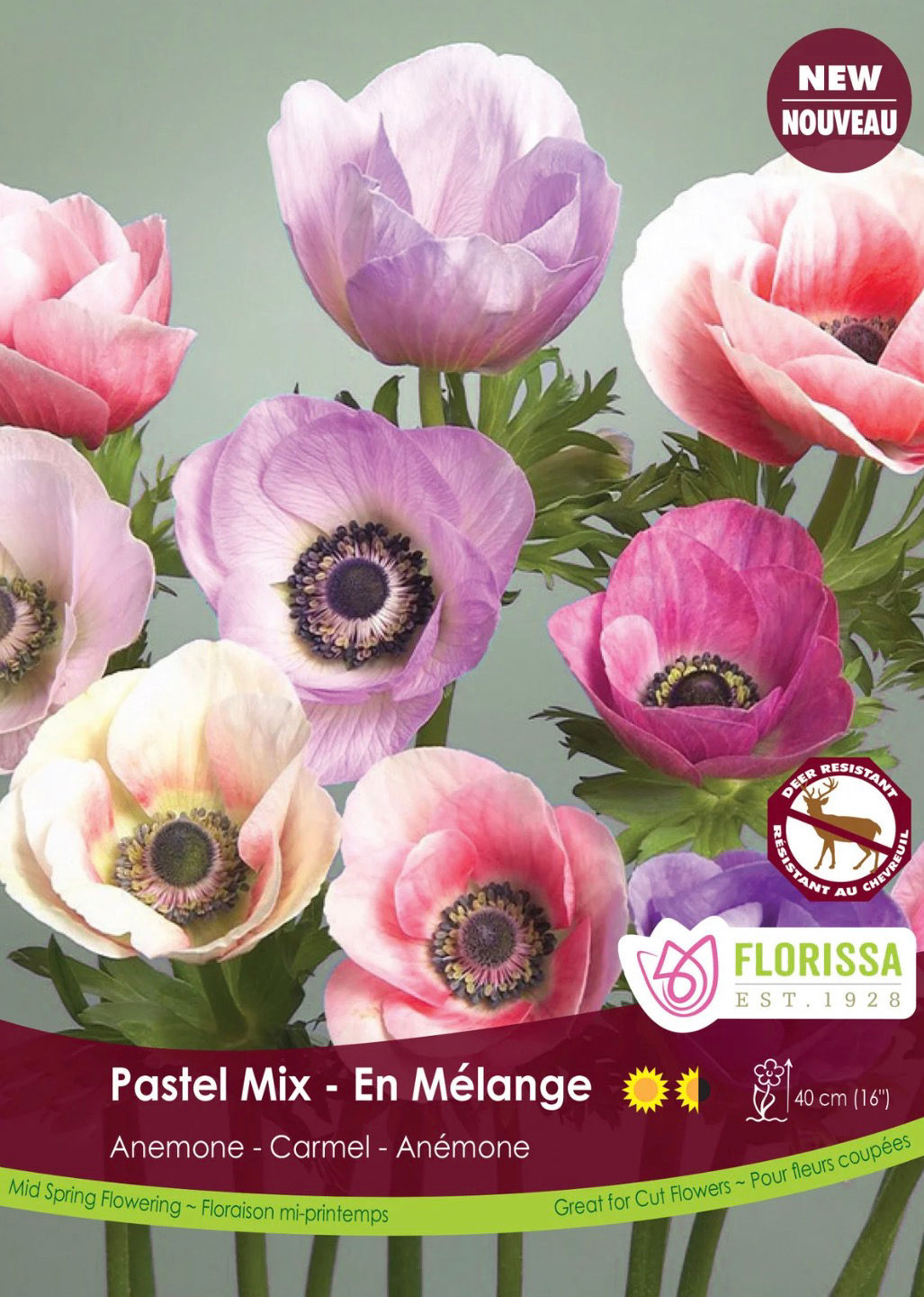 Carmel Pastel, Anemone Corm