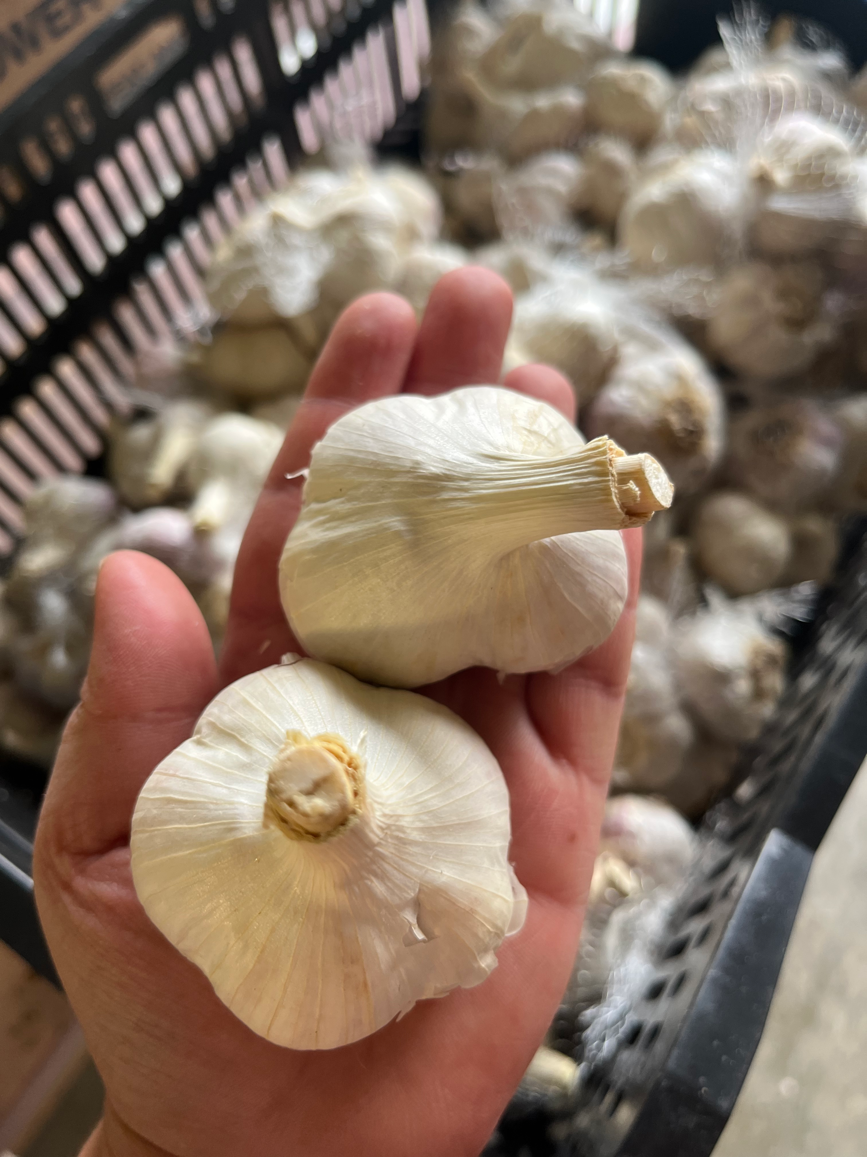 Fall Planted Garlic, 226g Music