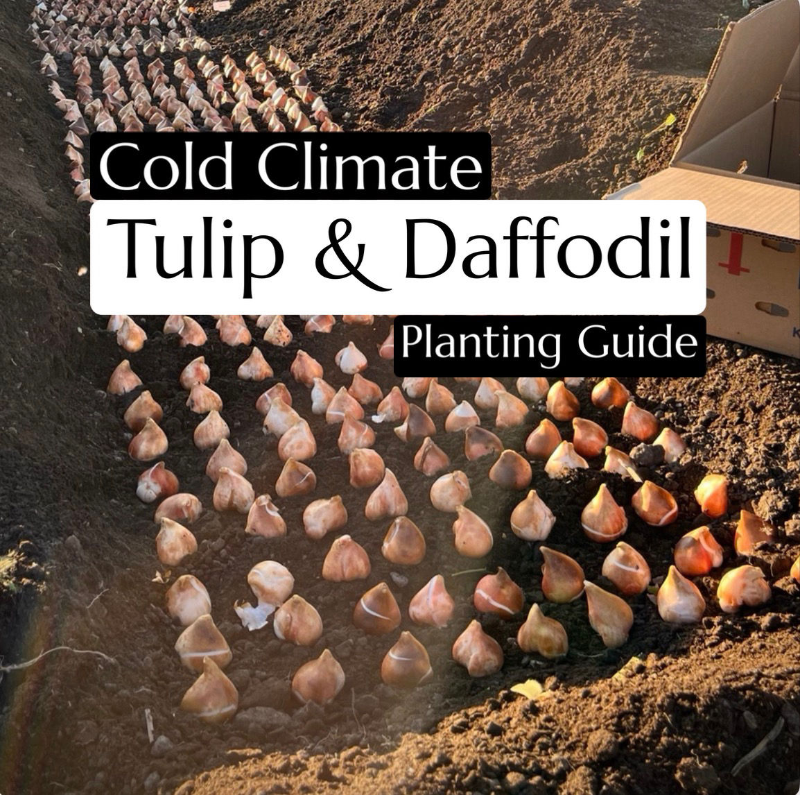 FREE Cold Climate Tulip & Daffodil Planting Guide