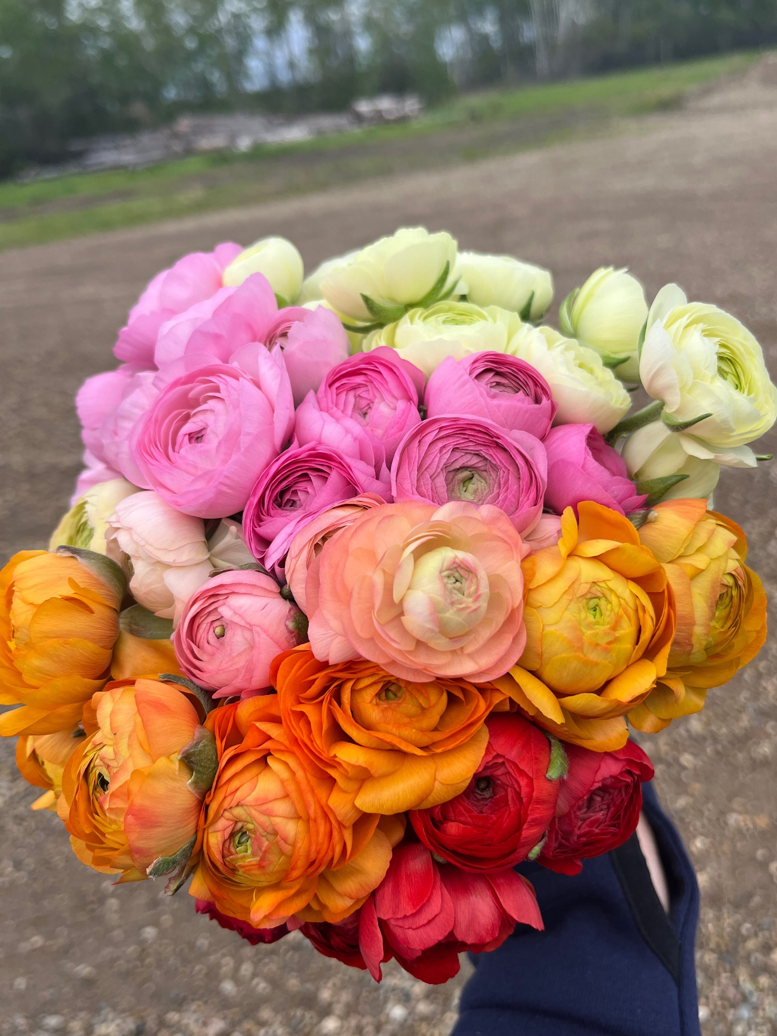Anemone Ranunculus Ranunculus & Anemone | Hotchkissflowerfarm