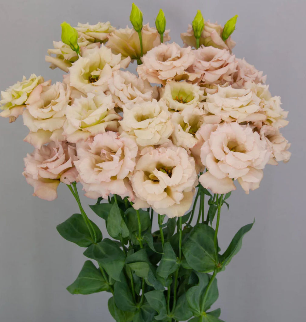 Lisianthus, Celeb 1 Beige Neo