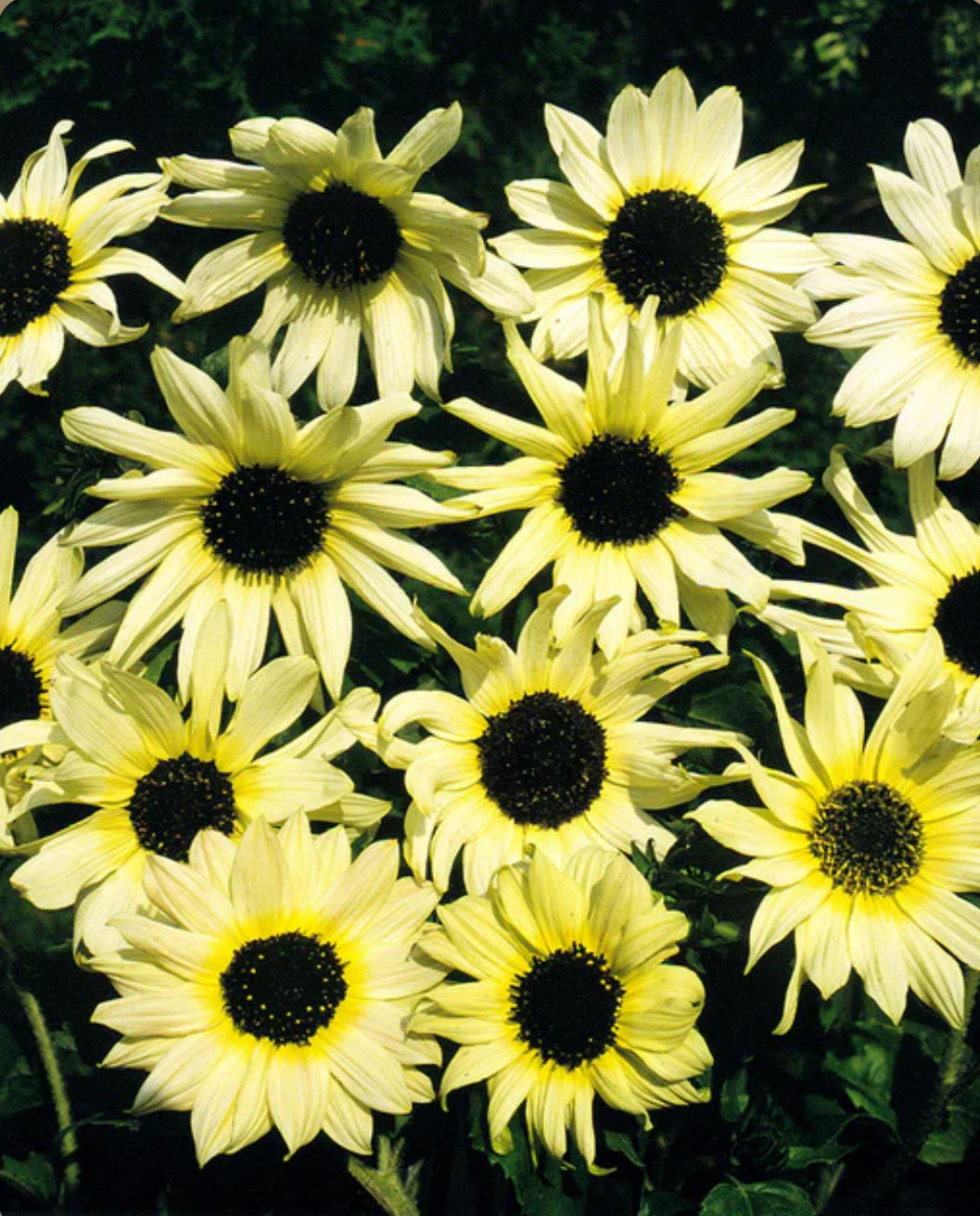 Italian White, sunflower