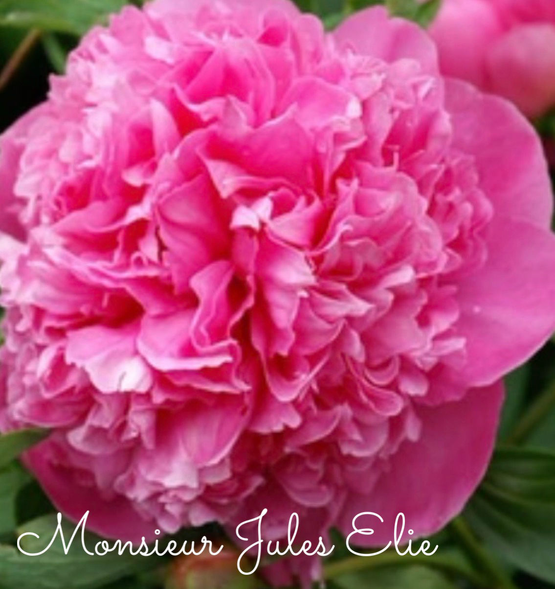 Monsieur Jules Elie, Peony Bare Root
