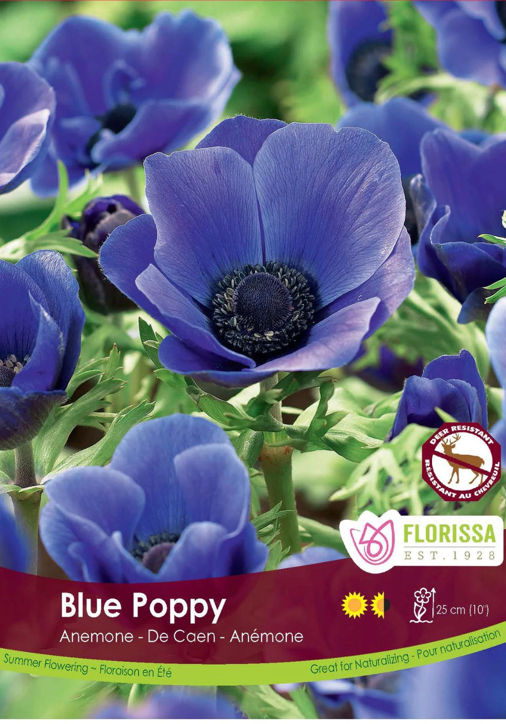 Blue Poppy, Anemone