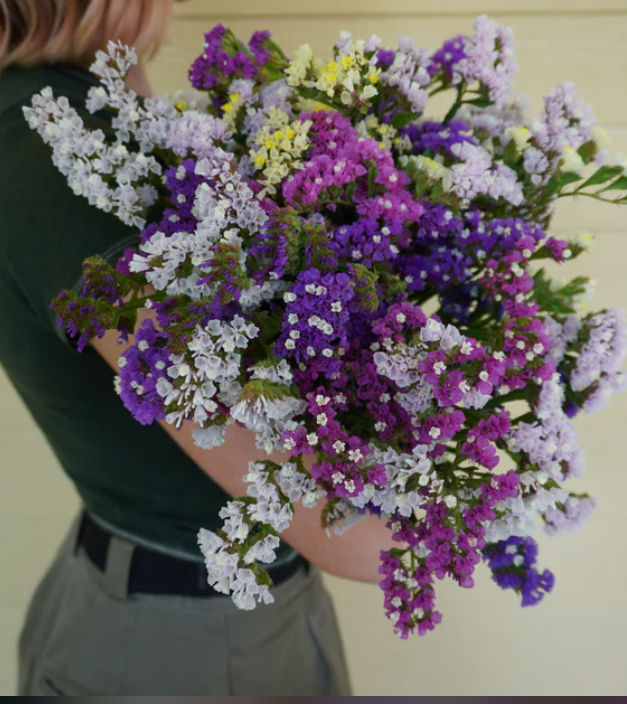 Thumbnail: BACKORDER Pacific Mix, Statice Seed