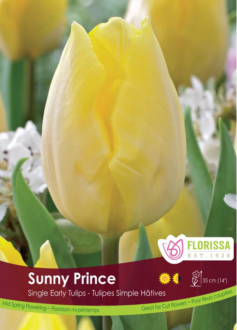 Sunny Prince, Tulip