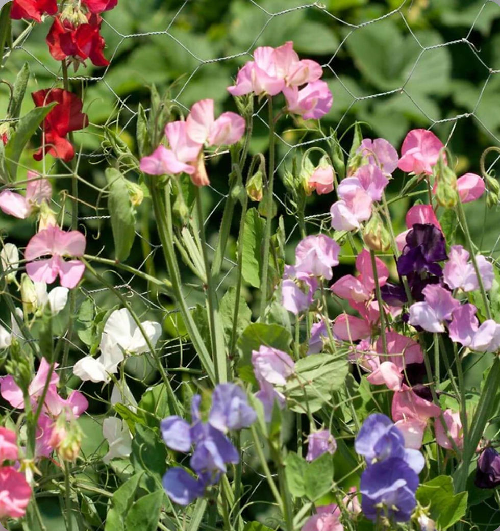 Thumbnail: Royal Family Blend, Sweet Pea Seed