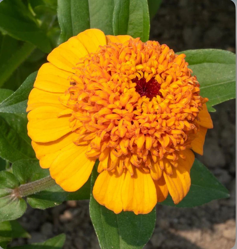 Thumbnail: BACKORDER Orange Cupcake, Zinnia Seed