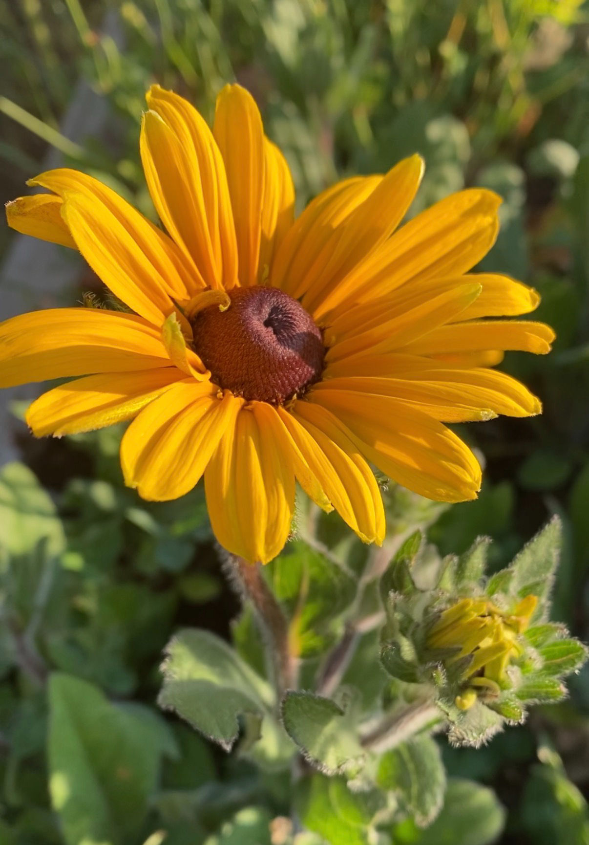 Indian Summer, Rudbeckia Seed