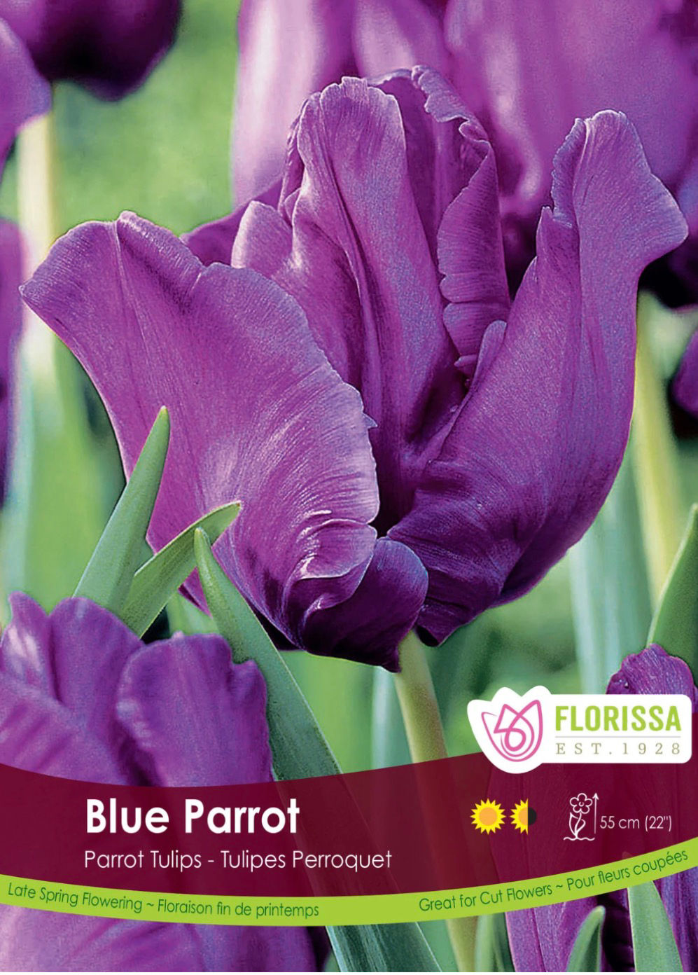 Blue Parrot, Tulip