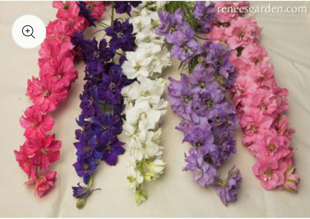 French Imperial Alouette, Larkspur Seed