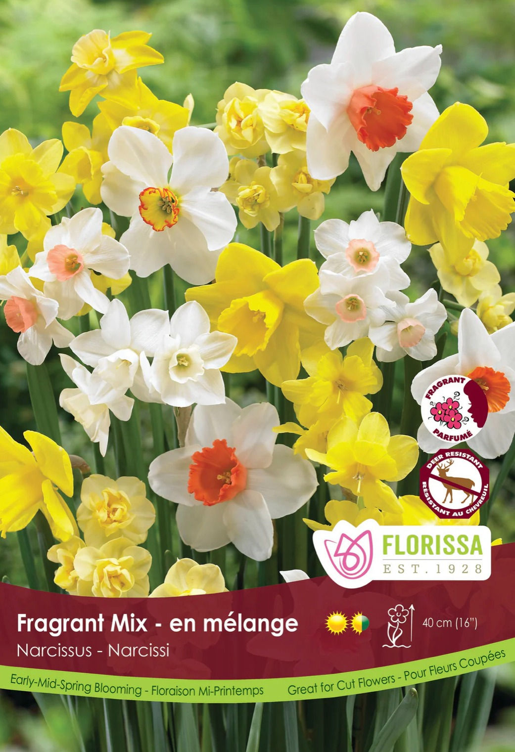 BULK Narcissus Fragrant Mix 50 bulbs