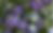 Thumbnail: Persian Violet , Nigella Renee’s Garden Seeds