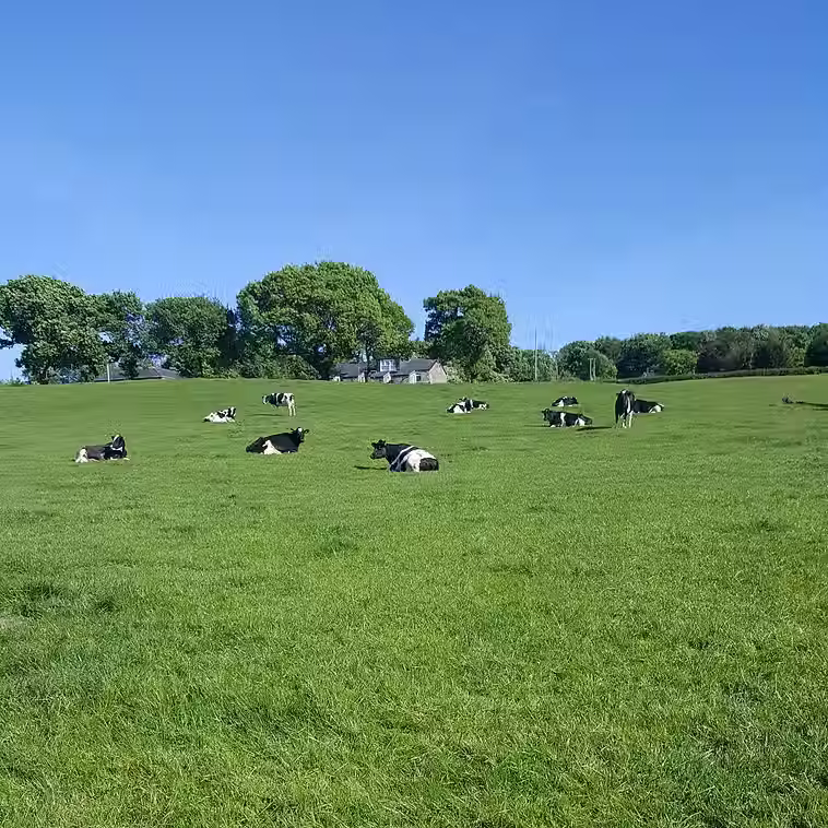 cows.jpg