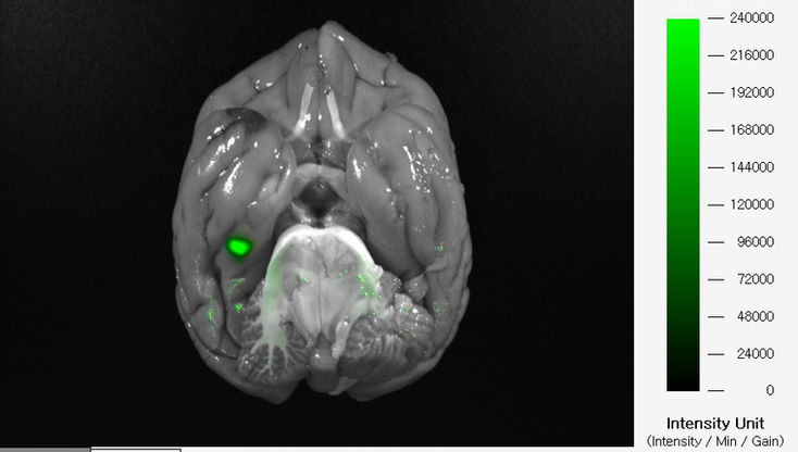 Fluorescence In Vivo Image