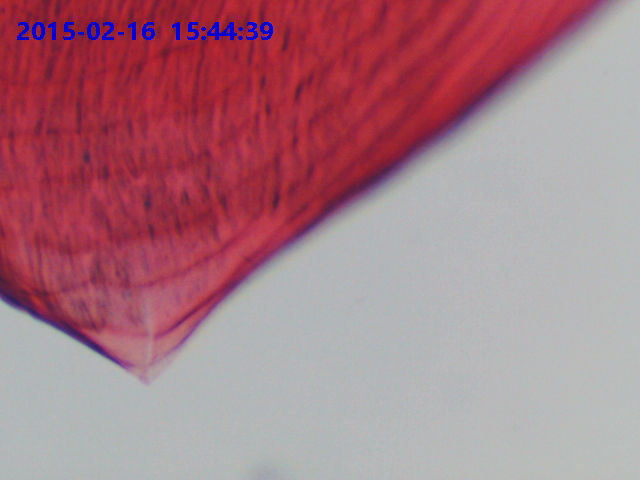 섬네일: S3CMOS 현미경 Eyepiece 카메라, Microscope camera