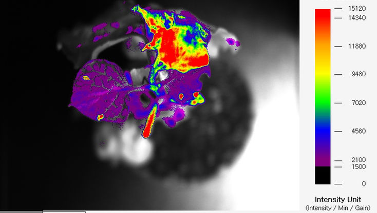 Fluorescence In Vivo Image